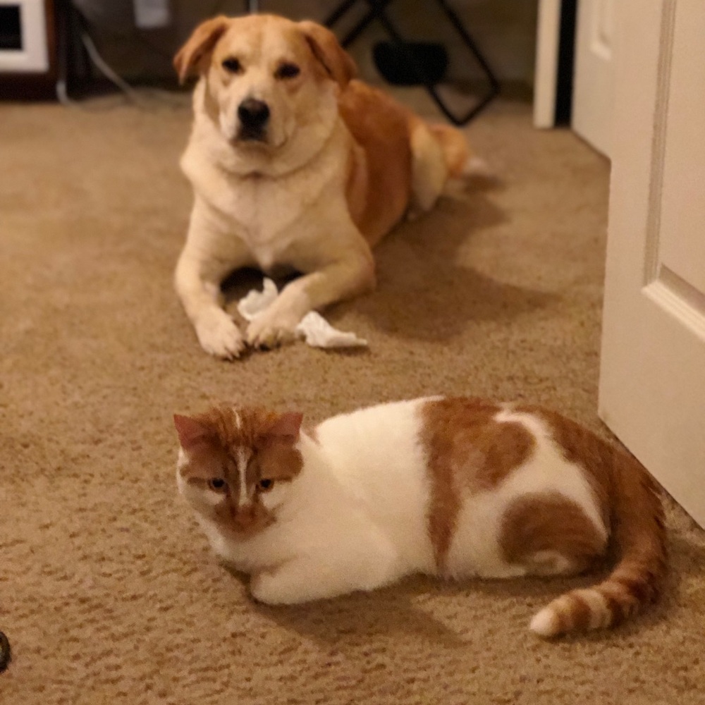 Meet your Posher, Princess